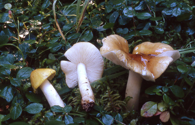 Tricholoma intermedium